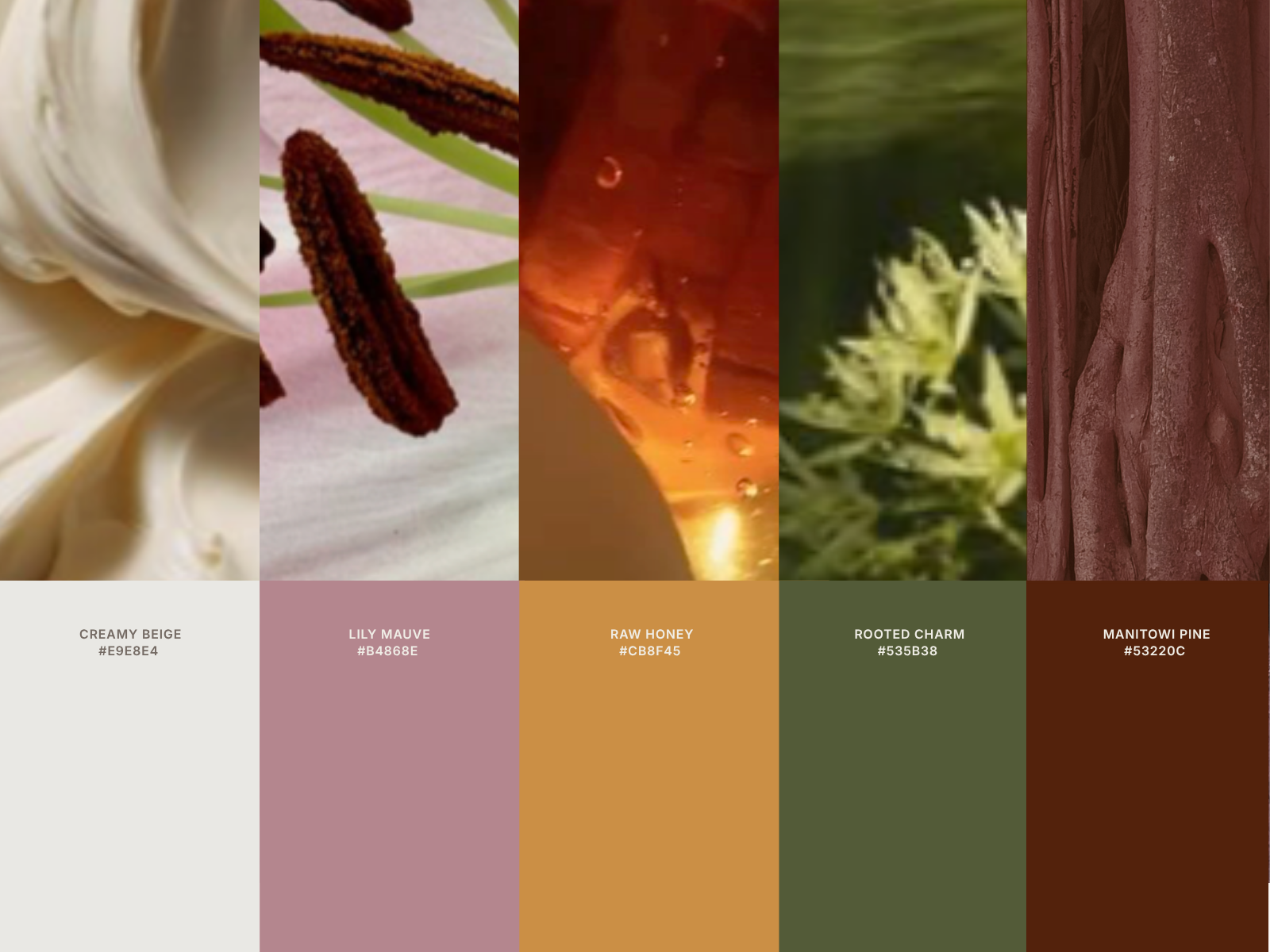 Rooted Advocate color system